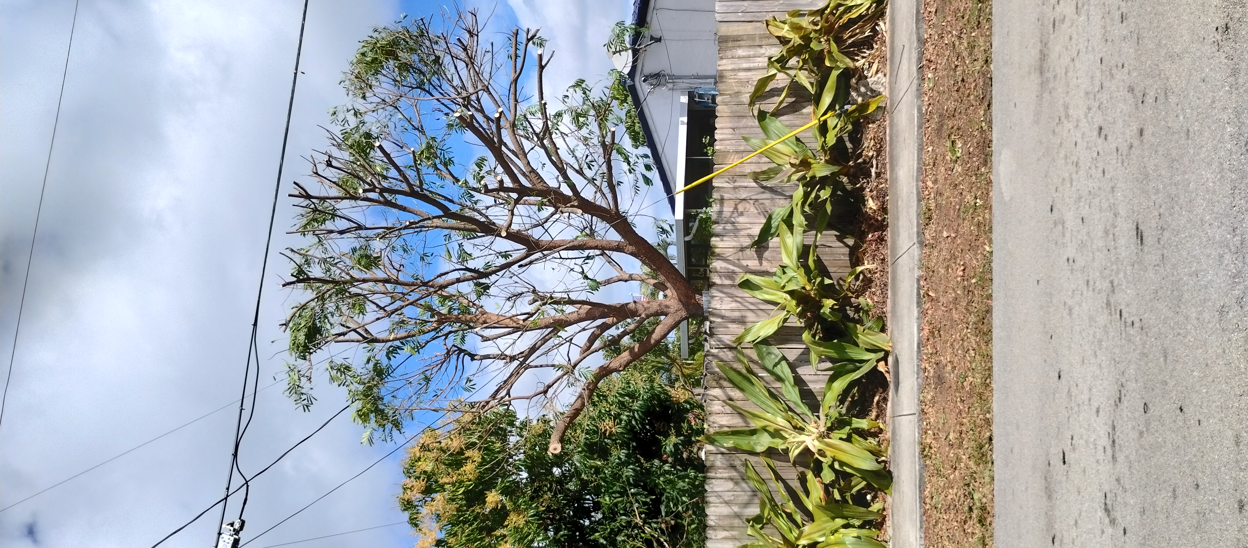 Trees With Leaves Gallery Image