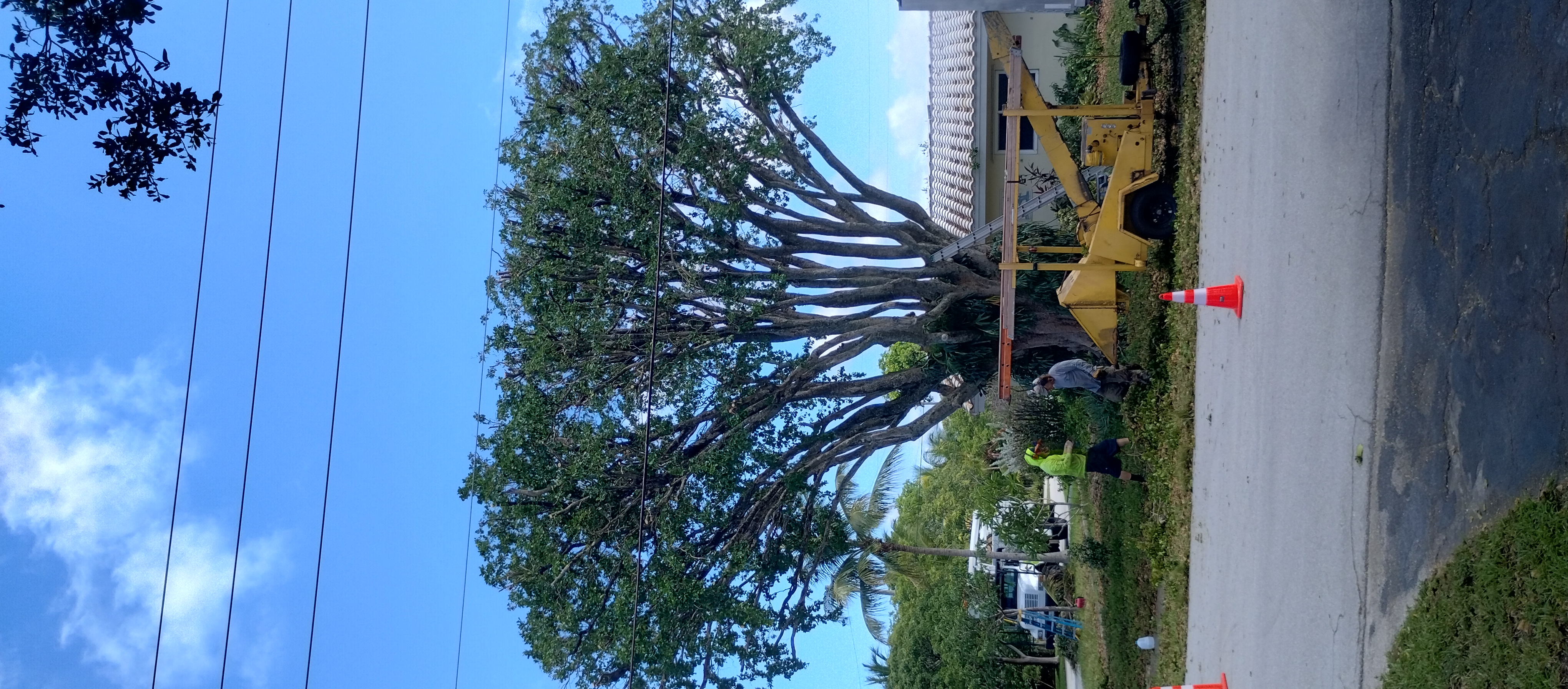 Trees With Leaves Gallery Image
