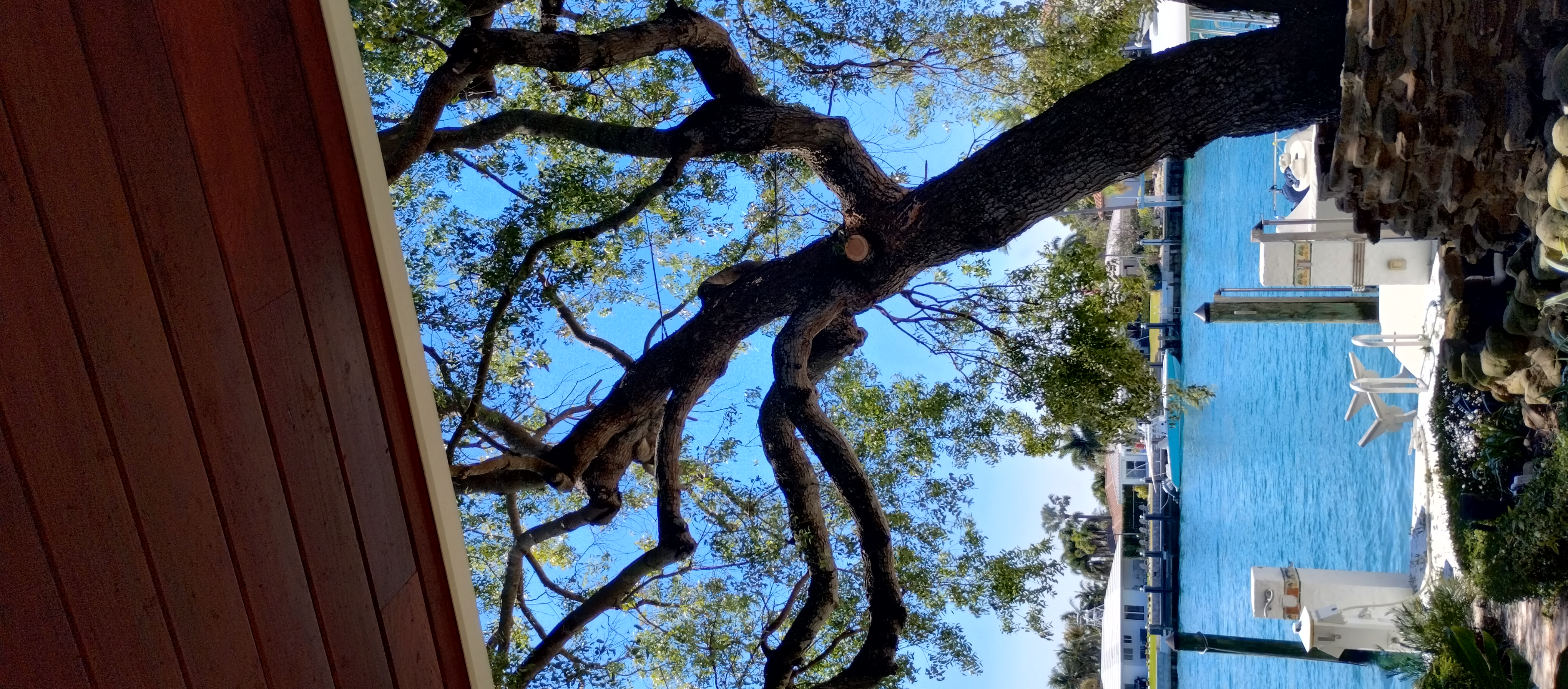 Trees With Leaves Gallery Image