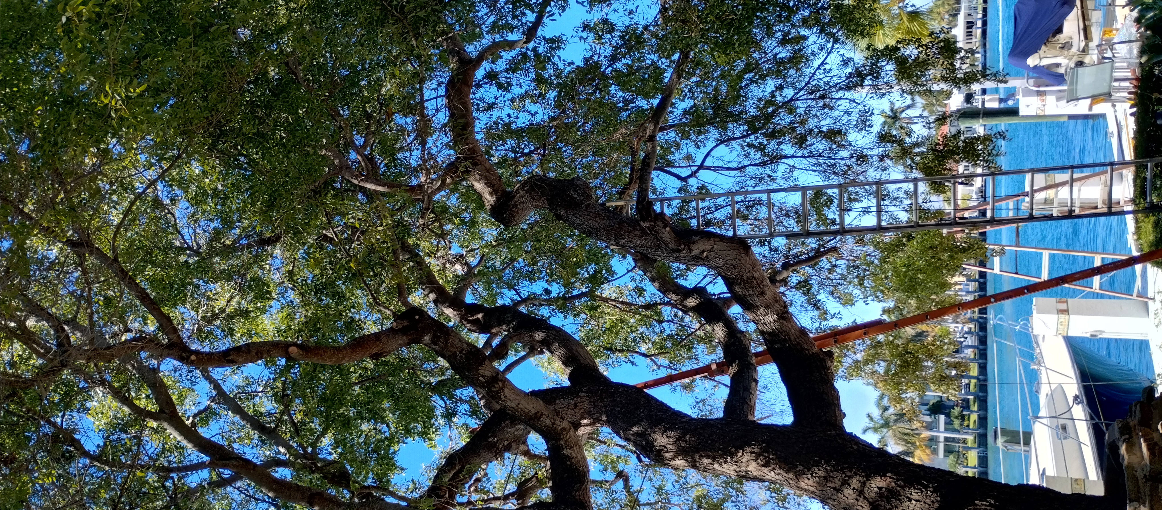 Trees With Leaves Gallery Image